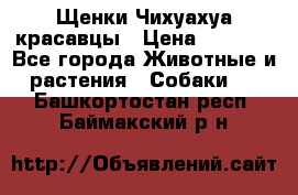 Щенки Чихуахуа красавцы › Цена ­ 9 000 - Все города Животные и растения » Собаки   . Башкортостан респ.,Баймакский р-н